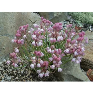 Allium sibthorpianum - Díszhagyma