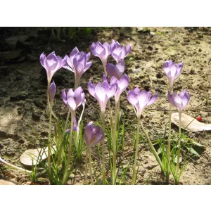 Crocus goulimyi - Őszi krókusz