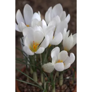 Crocus hadriaticus - Őszi krókusz
