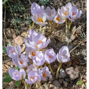 Crocus hadriaticus lilacinus - Őszi krókusz