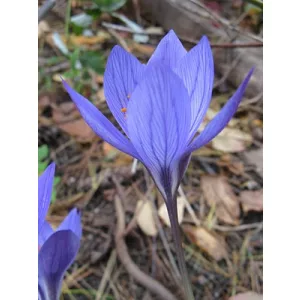 Crocus puringii - Őszi krókusz