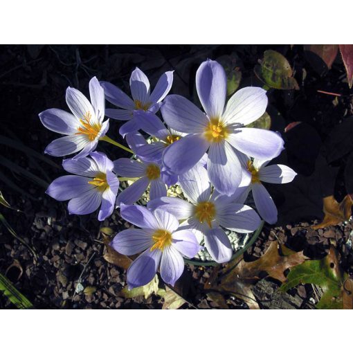 Crocus speciosus subsp. xantholaimos - Őszi krókusz