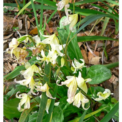 Erythronium californicum - Kakasmandikó