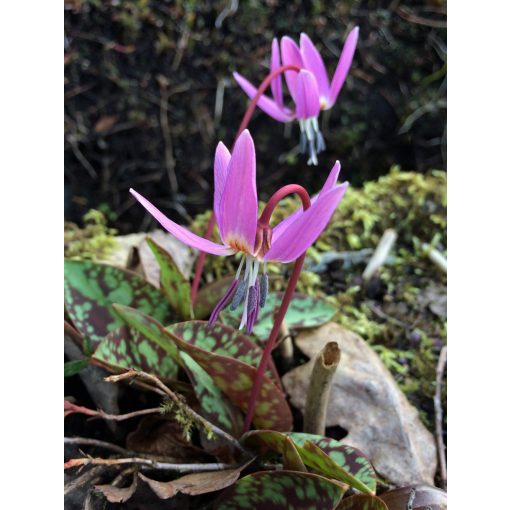 Erythronium dens-canis Old Aberdeen - Kakasmandikó