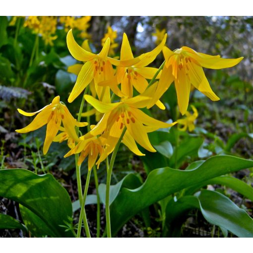 Erythronium tuolumnense - Kakasmandikó