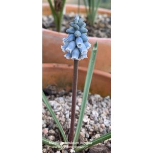 Muscari coeruleum - Fürtös gyöngyike
