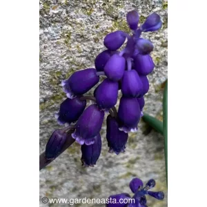 Muscari verticillaris - Fürtös gyöngyike