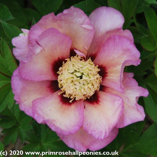 Paeonia Itoh Pastel Splendour - Bazsarózsa