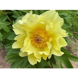 Paeonia Itoh Sequestered Sunshine - Bazsarózsa