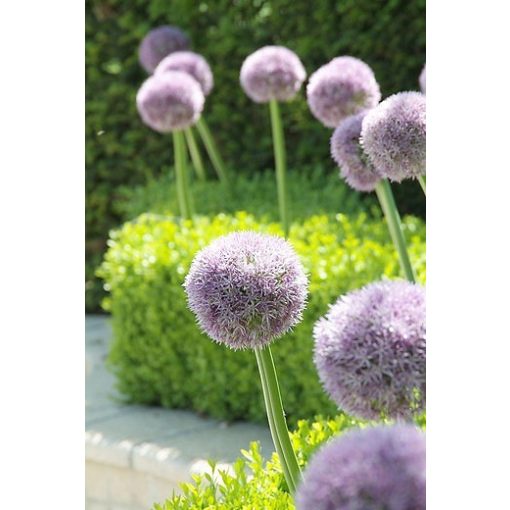 Allium Round n Purple - Díszhagyma