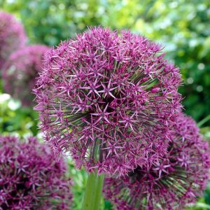 Allium Universe - Díszhagyma