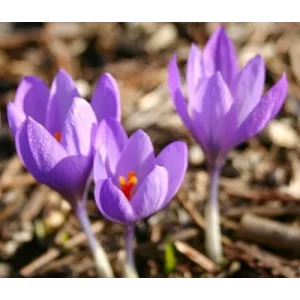 Crocus clusii Poseidon - Őszi krókusz