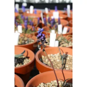 Muscari pulchellus clepsydrioides - Fürtös gyöngyike