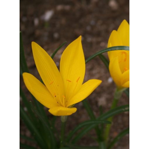 Sternbergia sicula Arcadian Sun - Őszi vetővirág