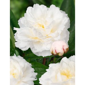 Paeonia Amalia Olsen - Bazsarózsa