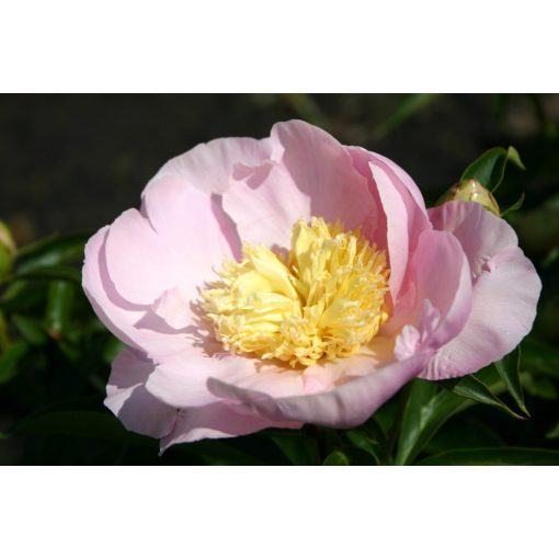 Paeonia Garden Lace - Bazsarózsa