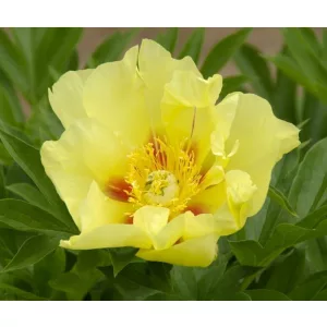 Paeonia Itoh Going Bananas - Bazsarózsa ®
