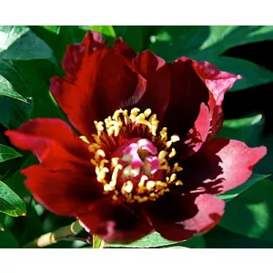   Paeonia itoh Lafayette Escadrille - Félfás bazsarózsa (2/3)