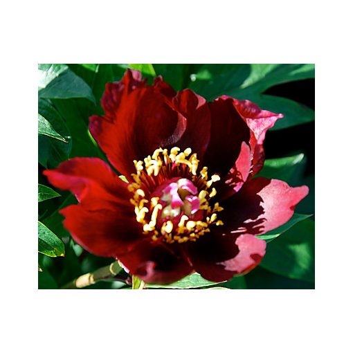 Paeonia itoh Lafayette Escadrille - Félfás bazsarózsa (2/3)