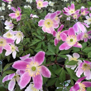 Anemone nemorosa Ice And Fire - Berki szellőrózsa
