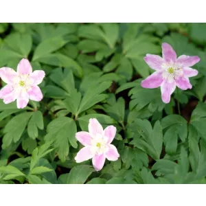 Anemone nemorosa Latvian Pink - Berki szellőrózsa