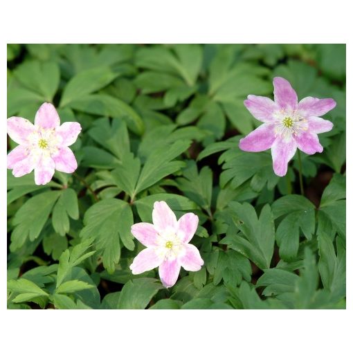 Anemone nemorosa Latvian Pink - Berki szellőrózsa