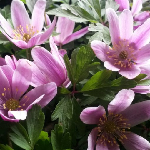 Anemone nemorosa Marie-Rose - Berki szellőrózsa