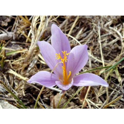 Crocus serotinus - Őszi krókusz