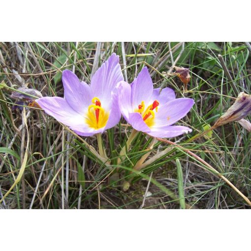 Crocus thomasii - Őszi krókusz