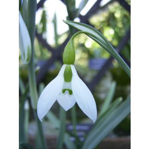 Galanthus elwesii hiemalis Highdown - Hóvirág