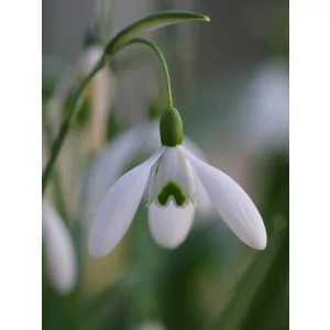 Galanthus Magnet - Hóvirág