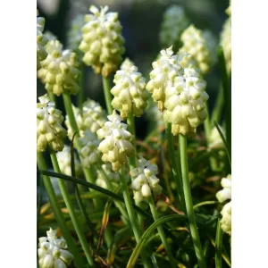 Muscari commutatum album - Fürtös gyöngyike