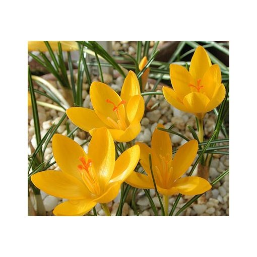 Sternbergia siculata Bisceglie - Őszi vetővirág