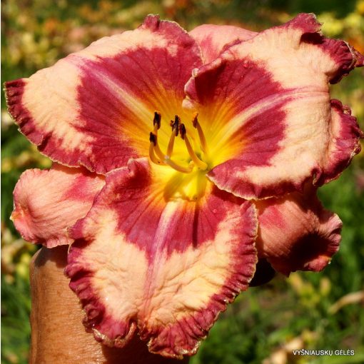 Hemerocallis Believe In Miracles - Sásliliom