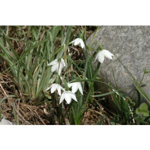 Acis nicaeensis - Őszi tőzike