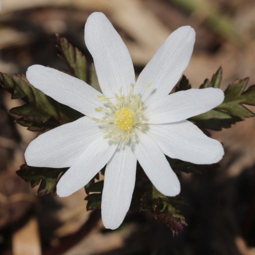 Anemone pseudoaltaica - Szellőrózsa