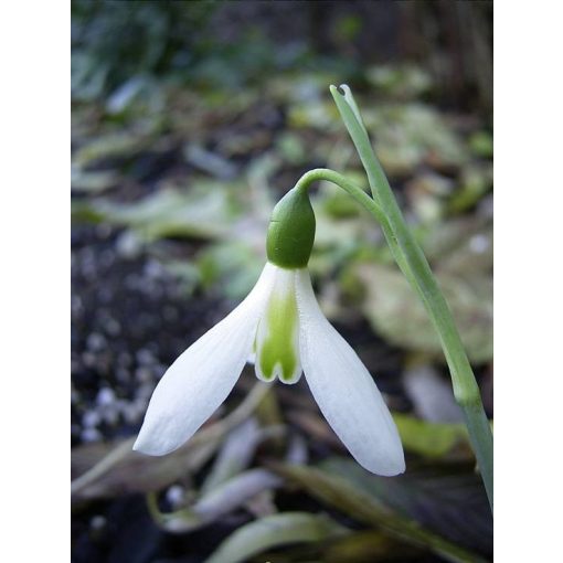 Galanthus Peter Gatehouse - Hóvirág