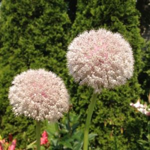 Allium myrianthum - Díszhagyma