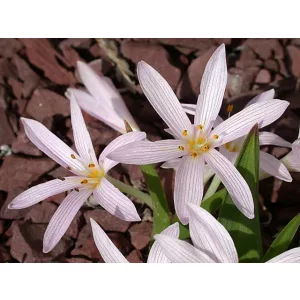 Colchium cupani pulverulentum - Kikerics