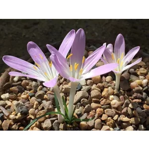 Colchium parlatoris - Kikerics