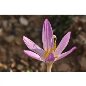 Colchium parnassicum - Kikerics