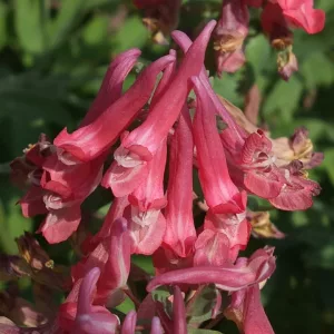 Corydalis solida Robin - Keltike