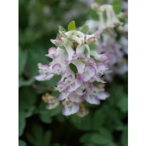 Corydalis solida Turaco - Keltike