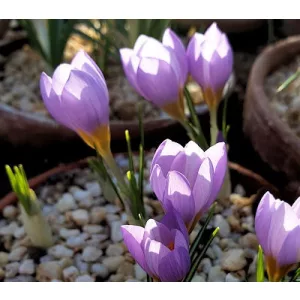 Crocus atticus Vardousia - Krókusz