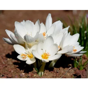 Crocus boryi - Őszi krókusz