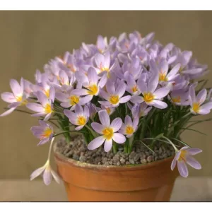 Crocus paschei - Krókusz