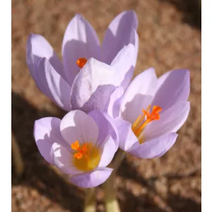 Crocus robertianus - Őszi krókusz