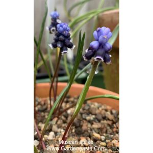 Muscari atillae - Fürtös gyöngyike