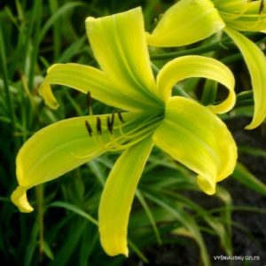 Hemerocallis Green Arrow - Sásliliom