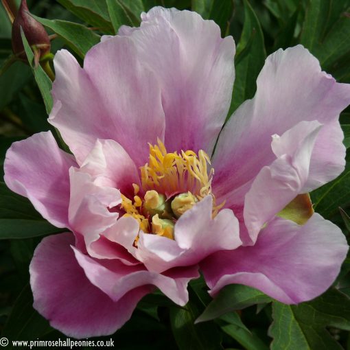 Paeonia Itoh Sonoma Opal - Bazsarózsa